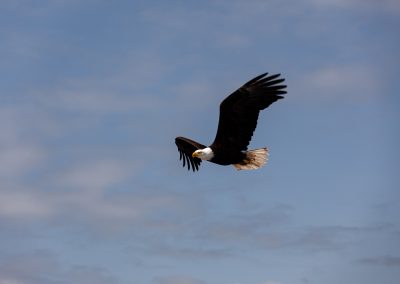 Eagle in Flight, Alaska